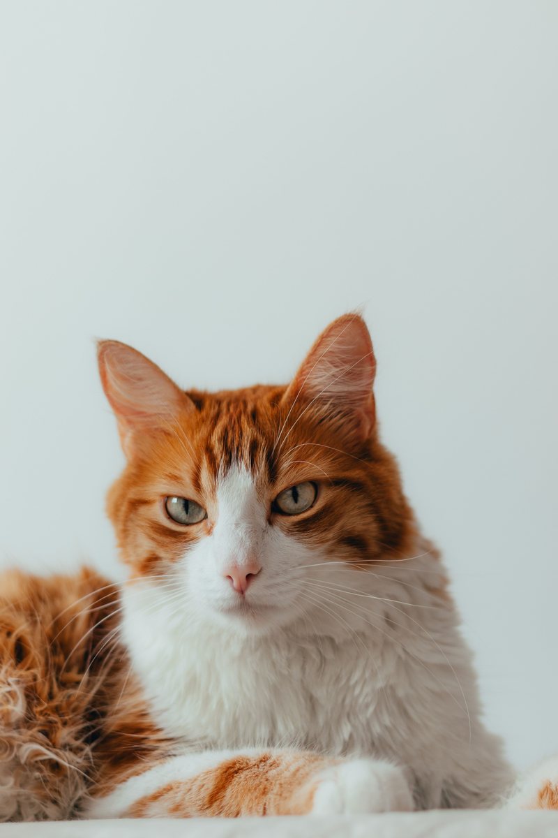 Gato laranja e branco