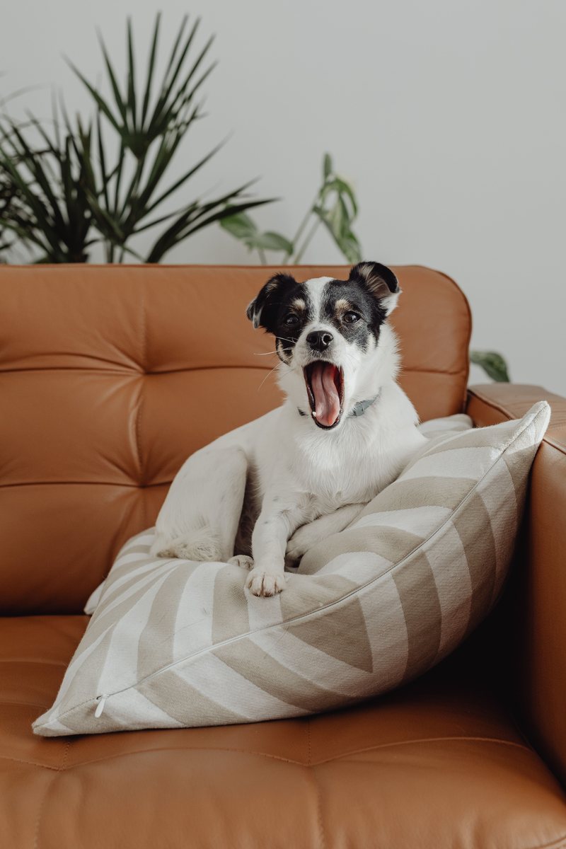 Cachorro feliz em casa